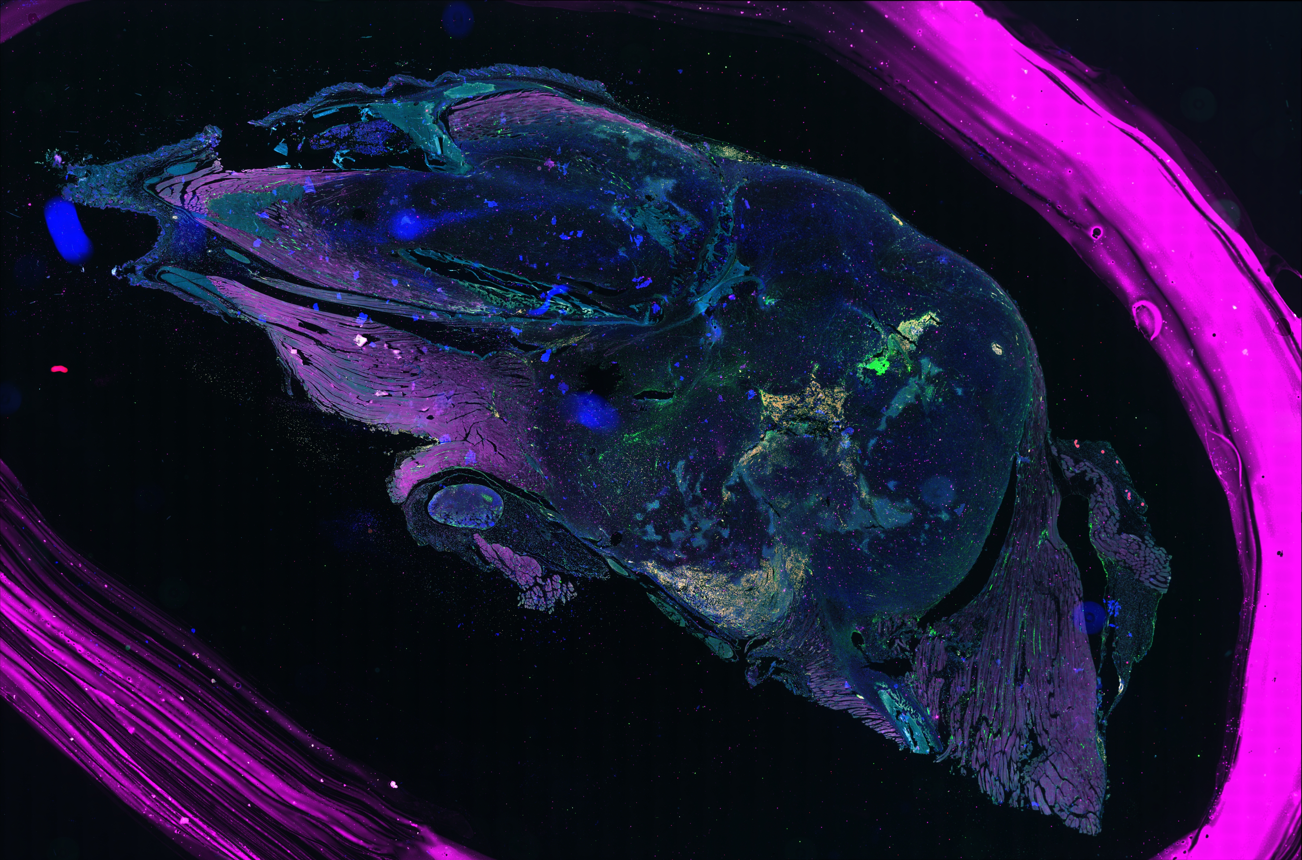 slidesMerge imaging cycle visualization